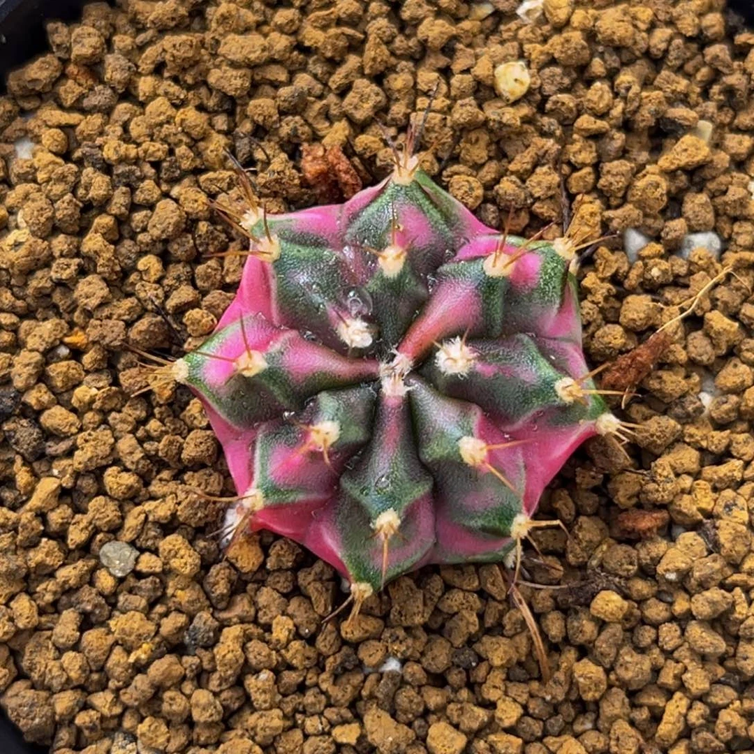 粉钻 米哈仙人球