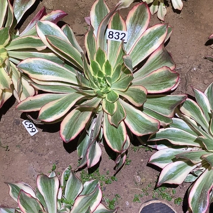 肖****9过节了福利你一颗832魅影