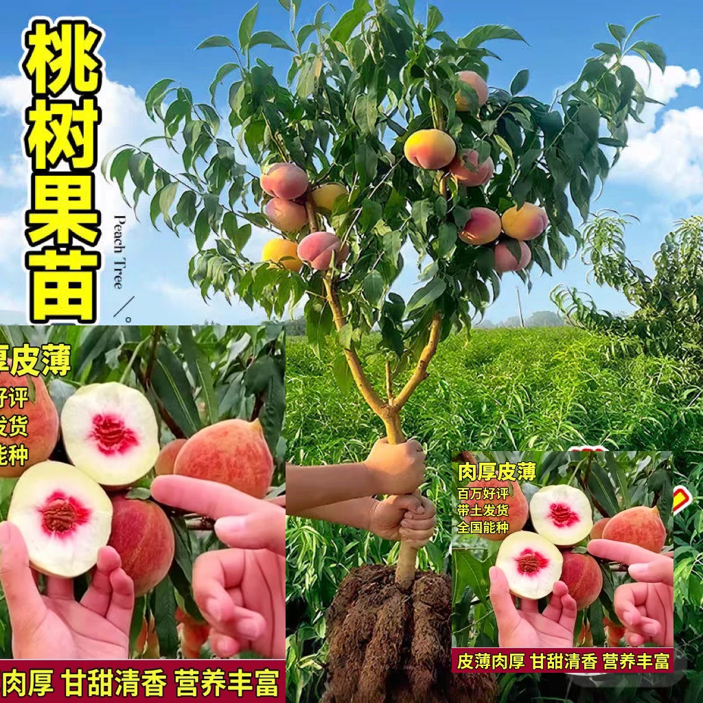 桃树果苗嫁接苗水蜜桃果树果苗油桃黄桃冬桃血桃苗大桃树苗新品种