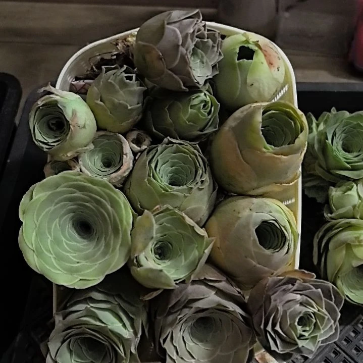 【梧桐专属】山地玫瑰组合