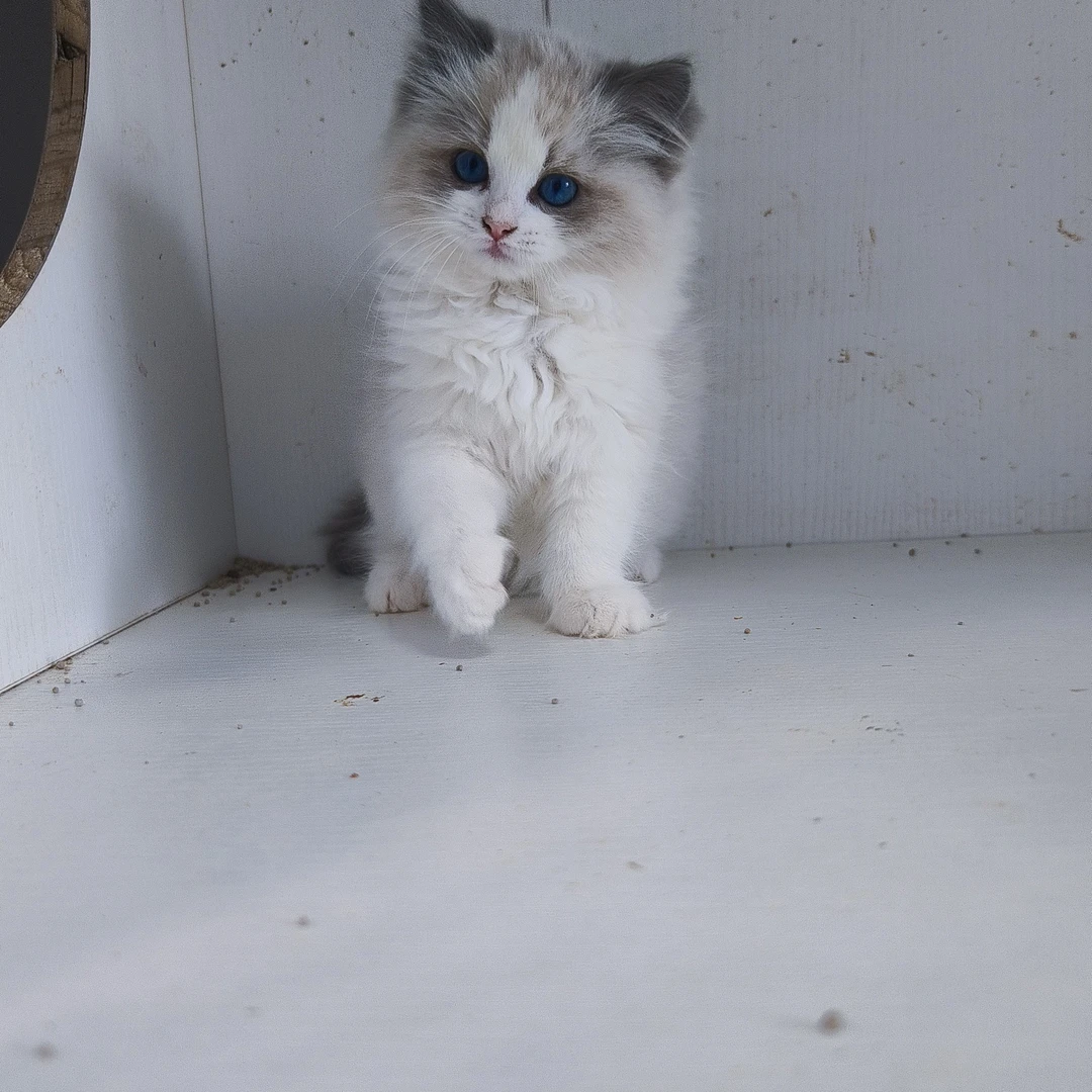 2个月蓝双色布偶猫妹妹