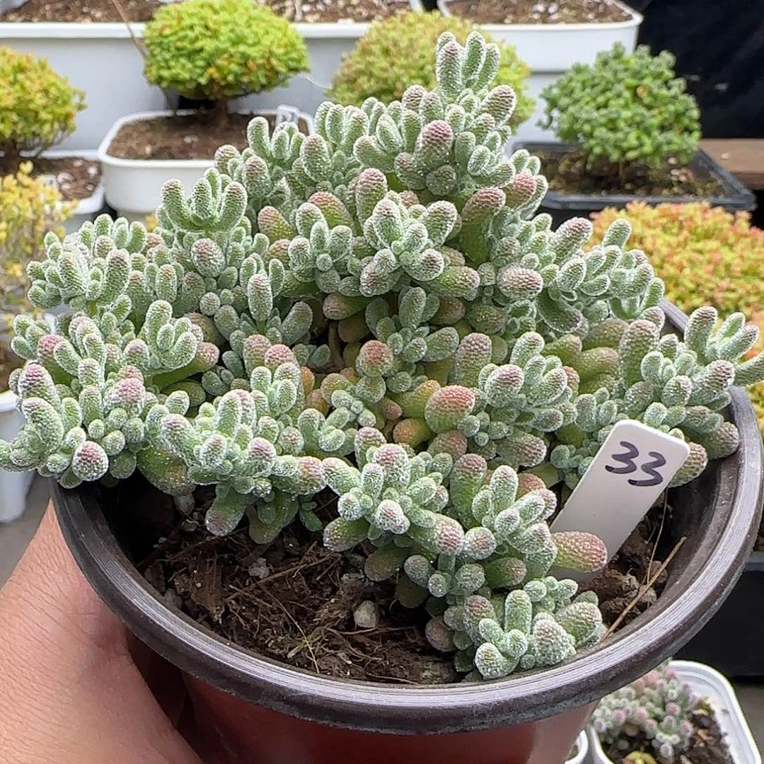 11厘米盆冰晶枝干番杏