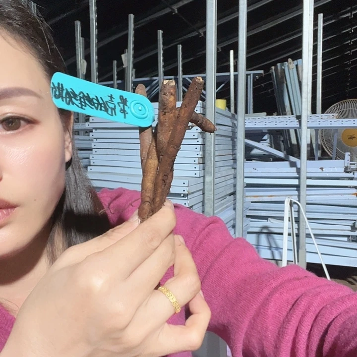 当前无花栽培后可以开花高货混根