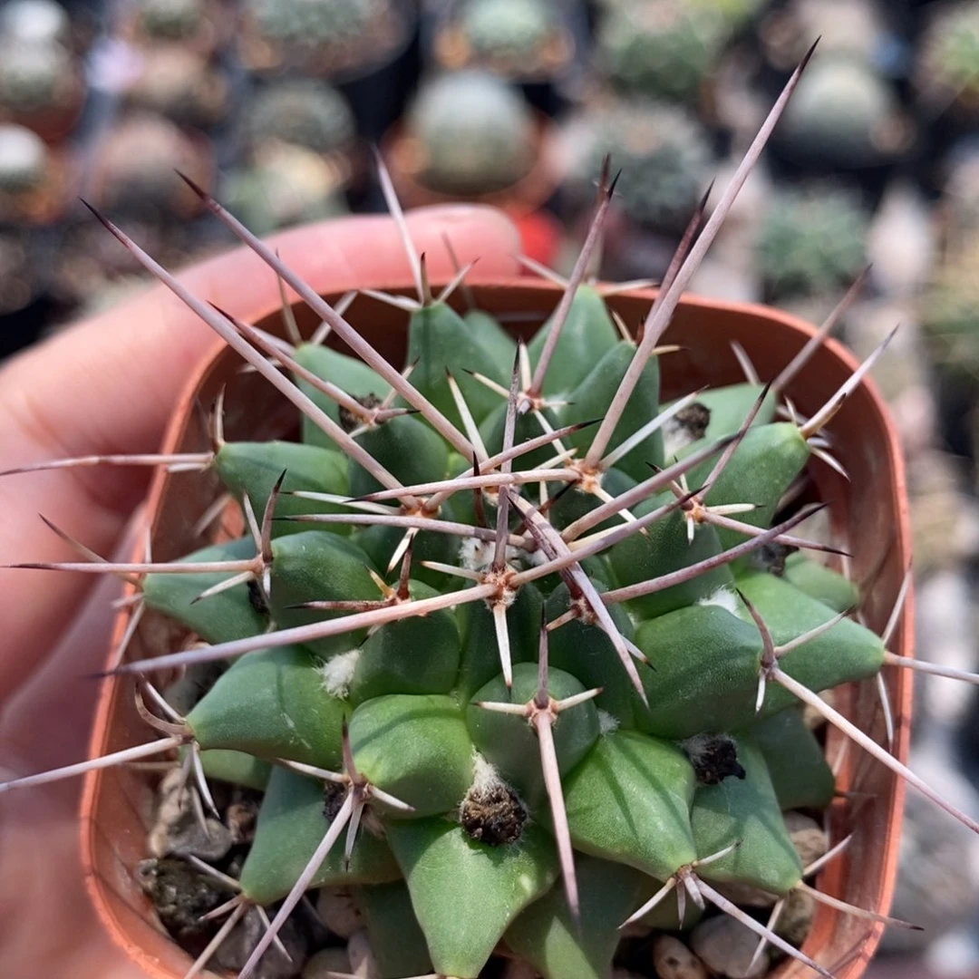 白龙丸植播园艺优选