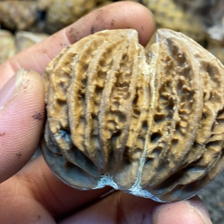 牙****文玩核桃吊坠娜姐230