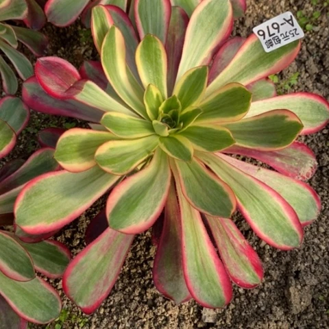 676红魔女满25包邮多肉