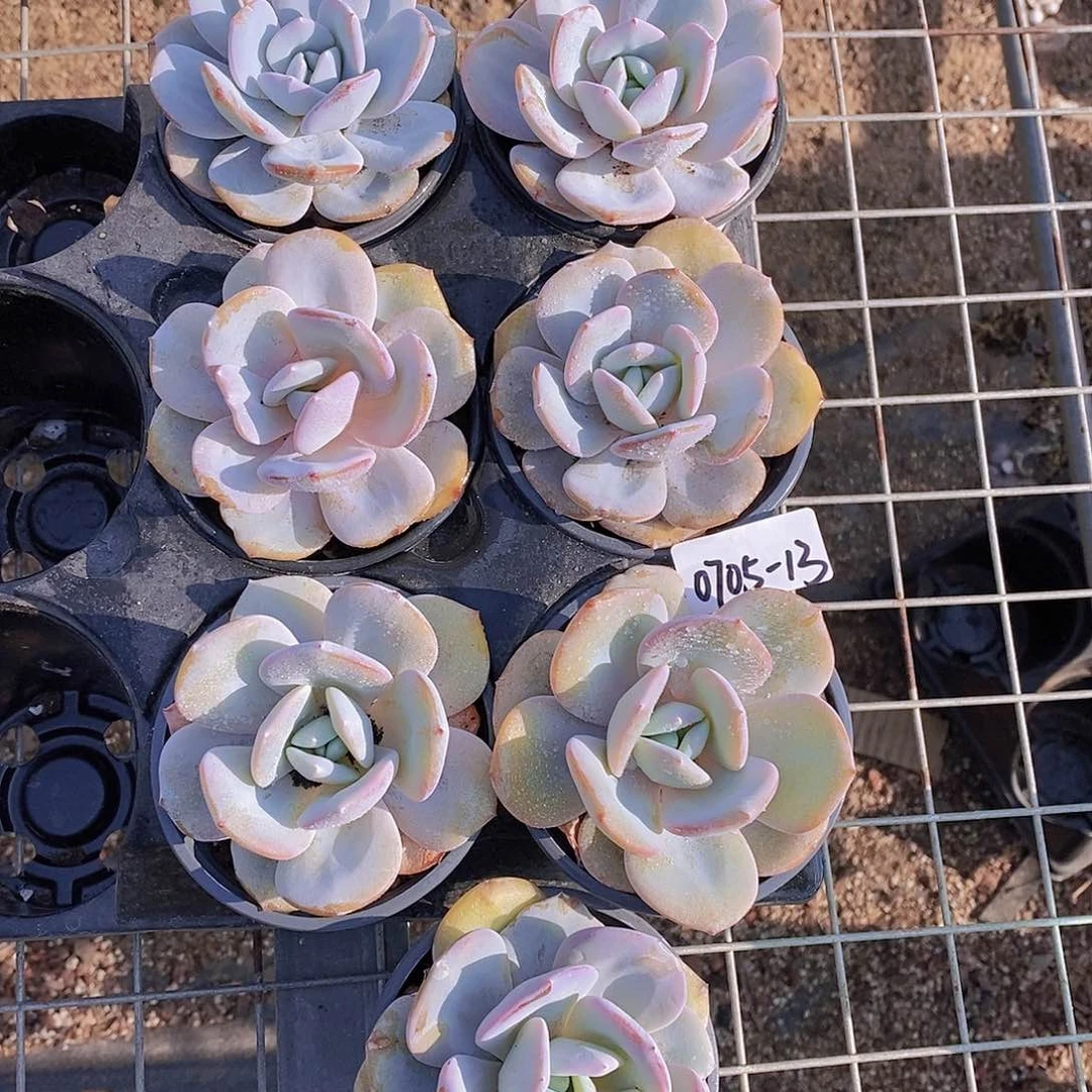 0705-13-奶茶单头福利一颗量拍