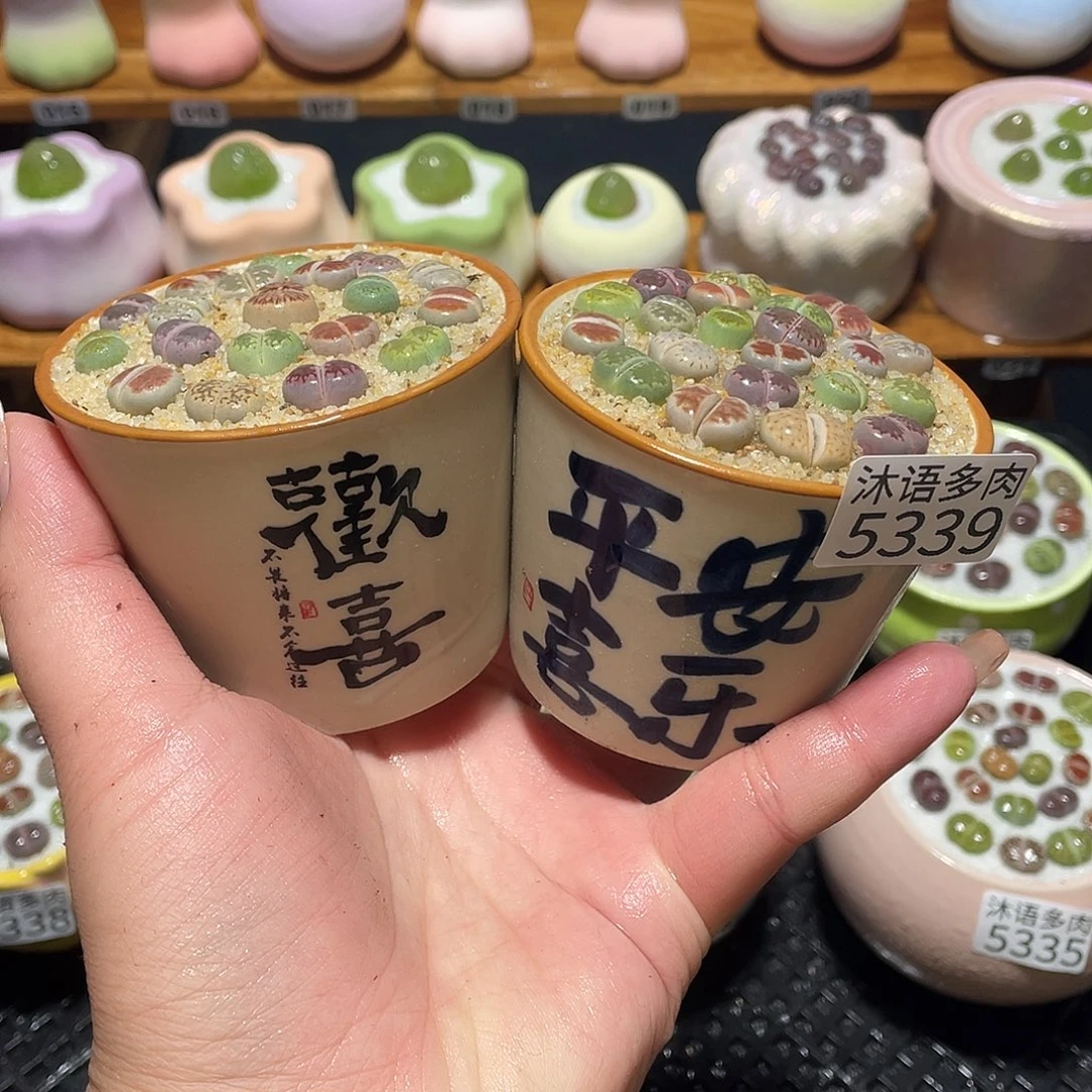 带盆土植物 一物一拍5339