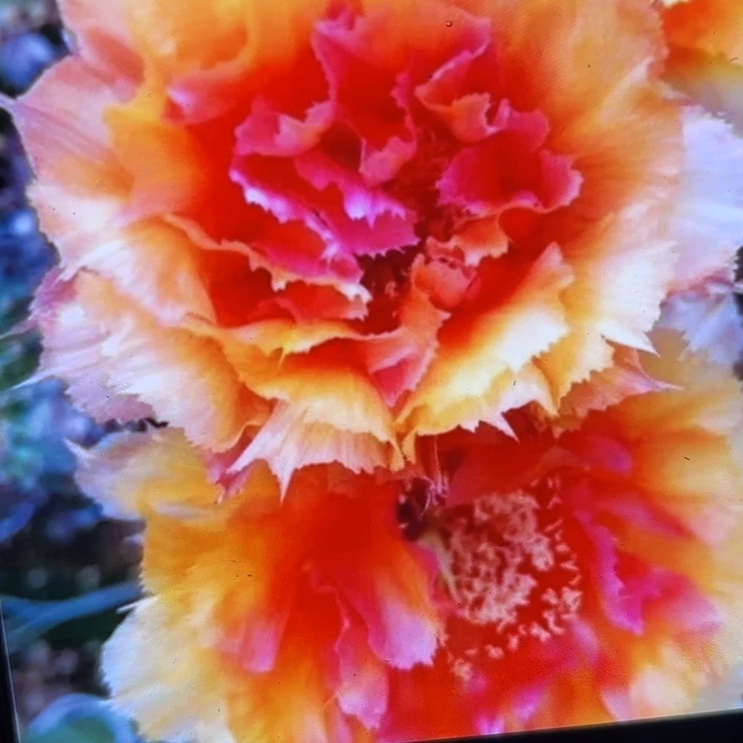 琉璃盏瑕侧牙20包邮53