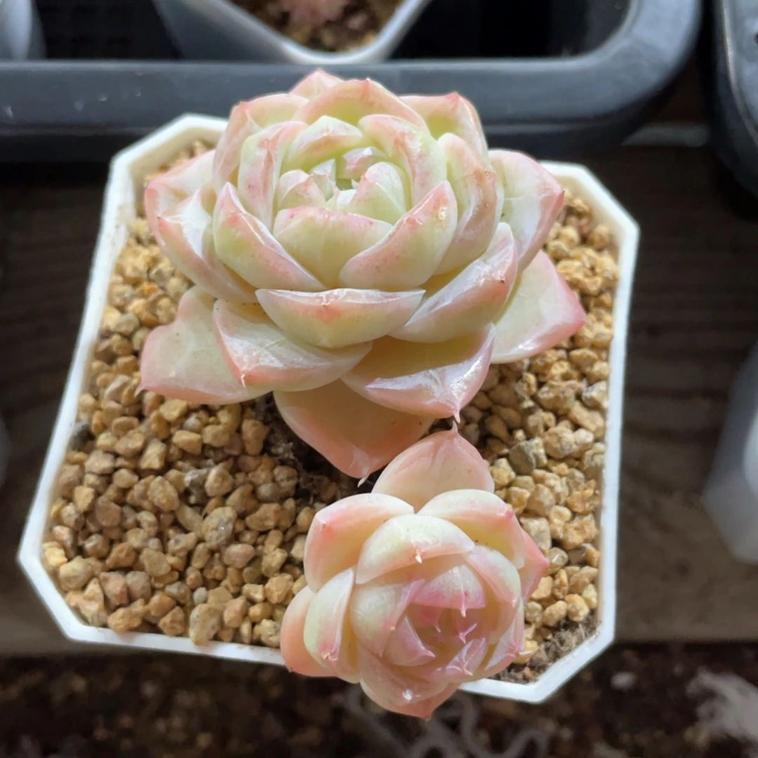 优选奶芙珍妮1302