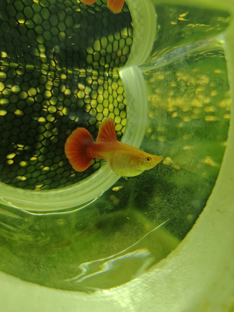 血红孔雀鱼观赏鱼热带鱼，家养精养孔雀鱼，到家好定水，自来水养殖