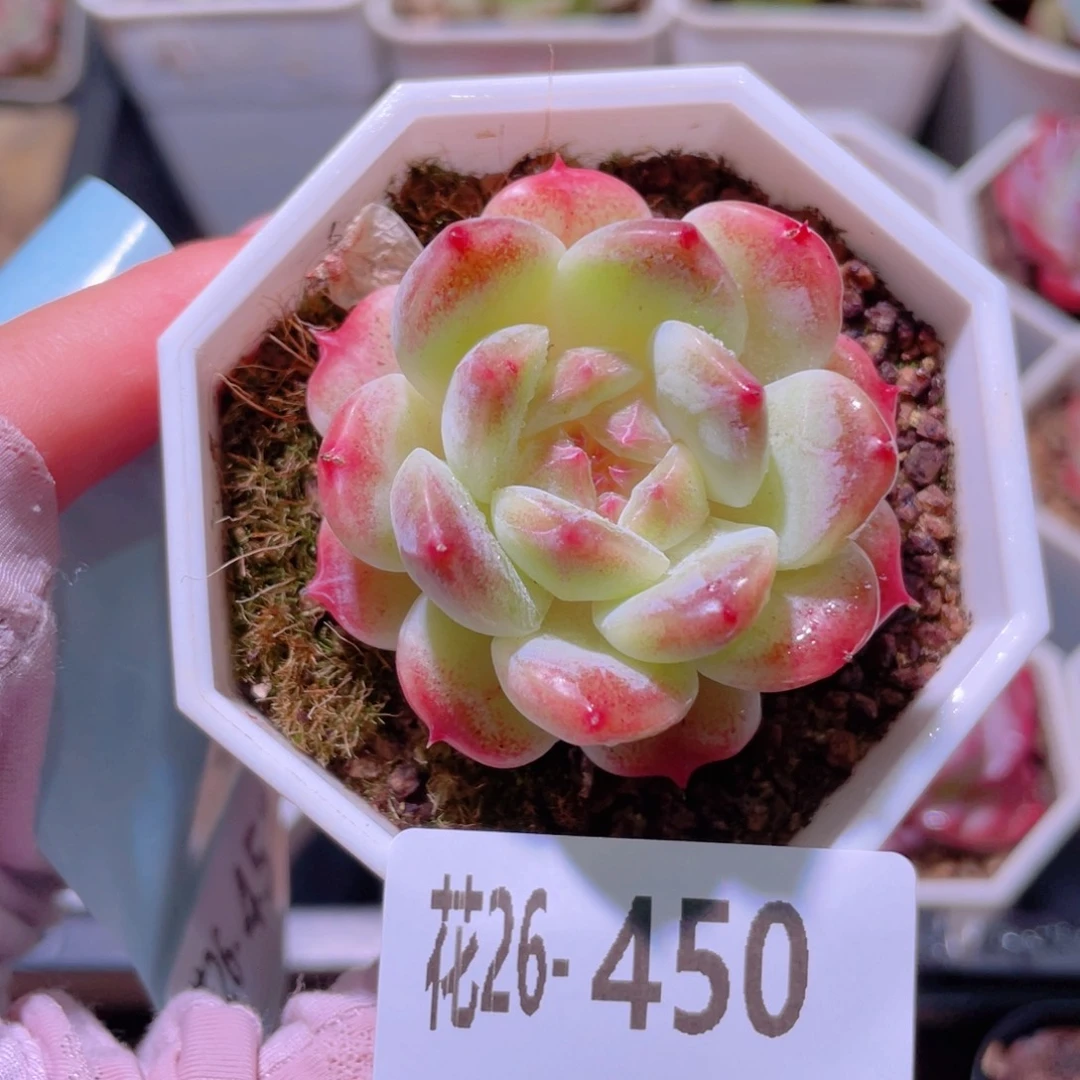 花利美26-450秘境冰魄