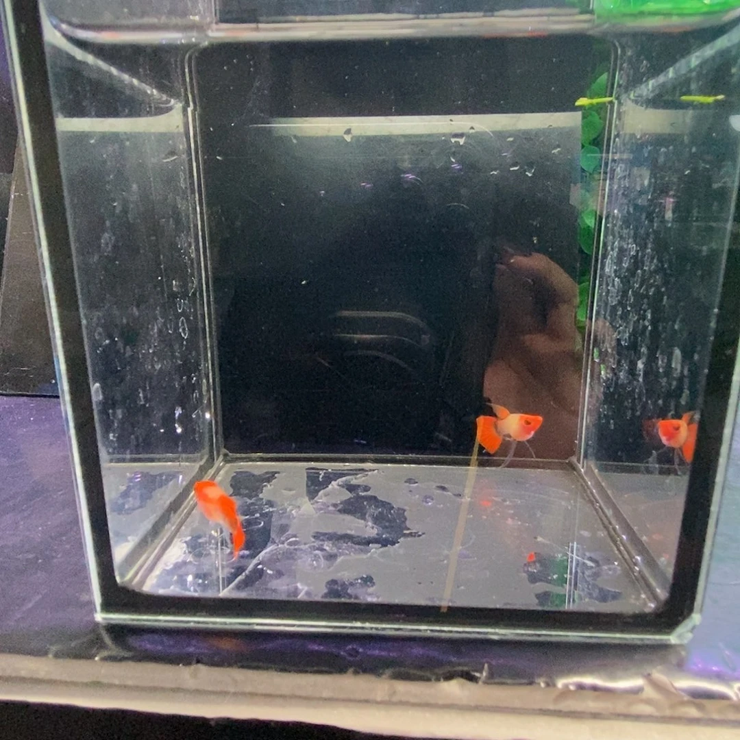 浪***人孔雀鱼深海蓝球c一对