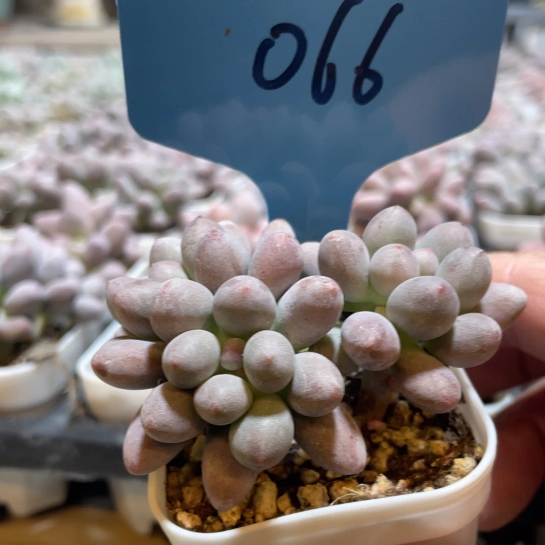 仙子奶酪多肉植物