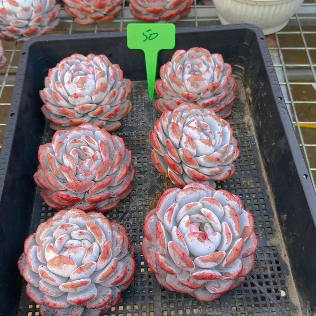 陈**姐组合套餐编号50号