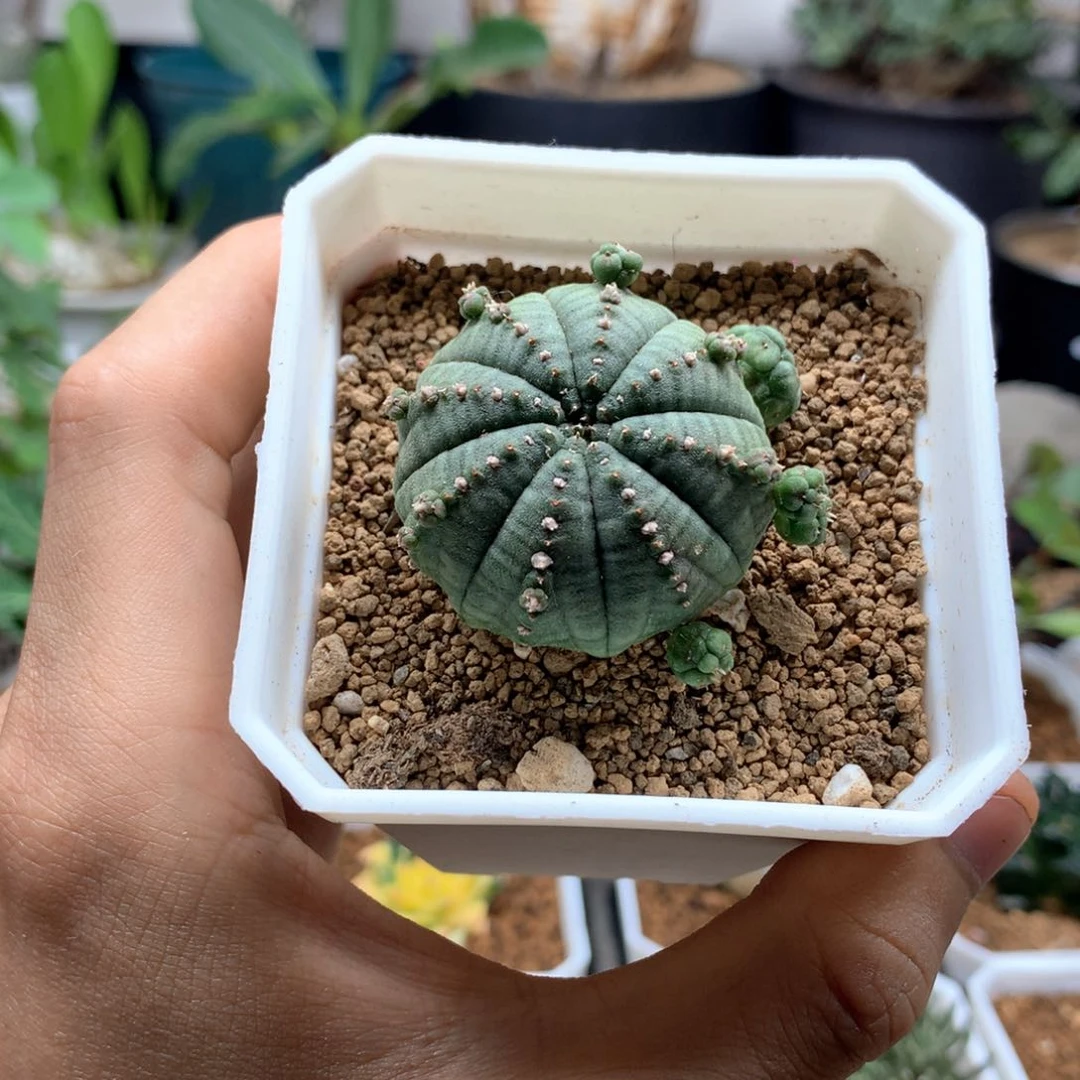 缘胭脂子吹布纹球带盆