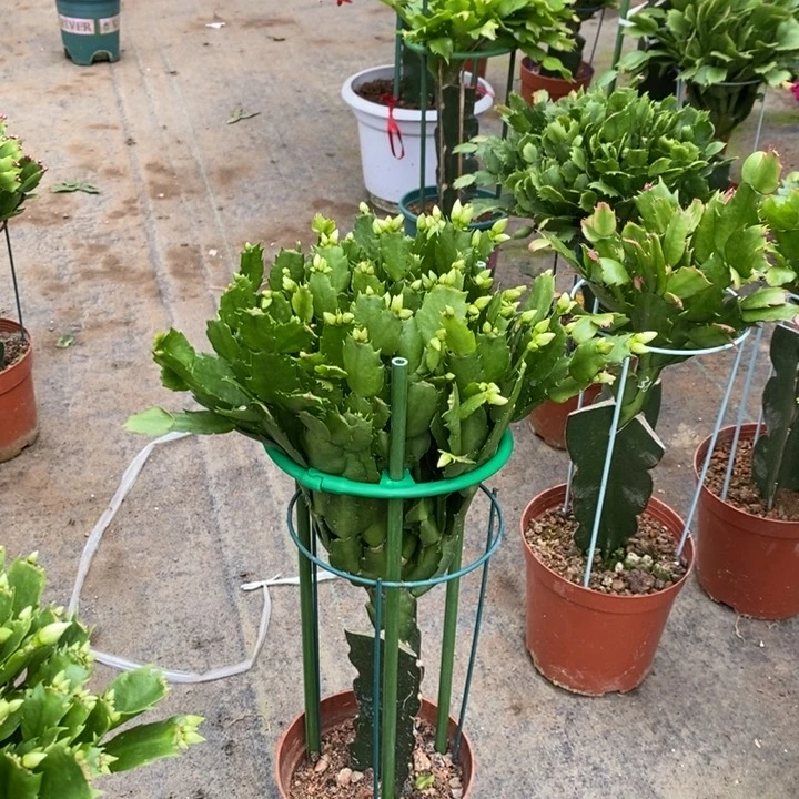 当前无花栽培后可以开花902嫁接2228