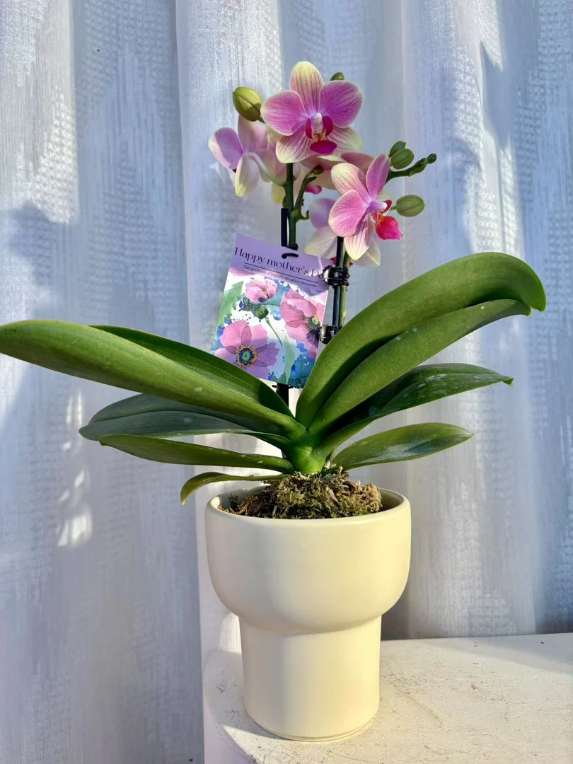 【小阿阮】A级桌面款#蝴蝶兰#客厅书房办公室软装装饰 冷链直发