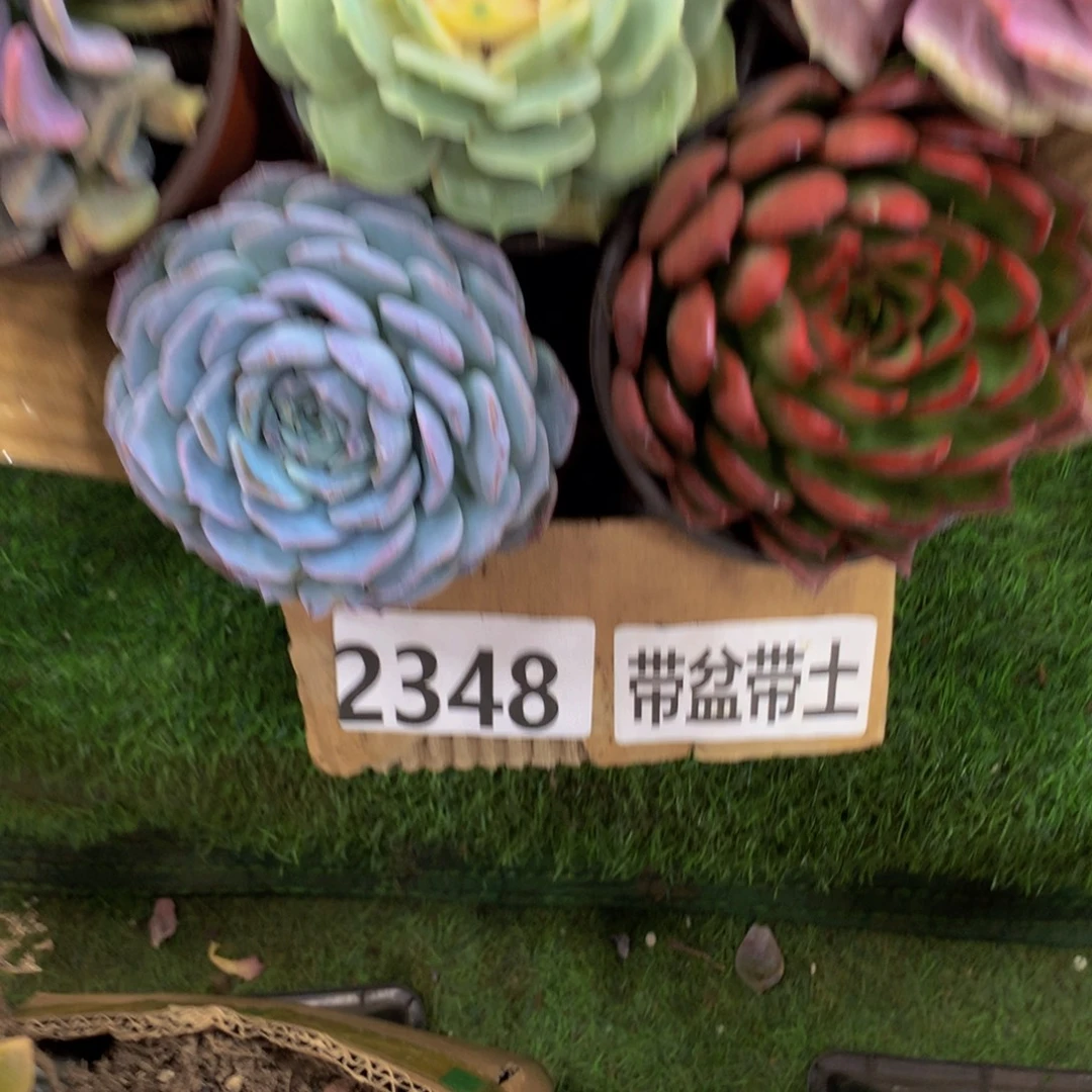 纯爱保利安娜10元脱土