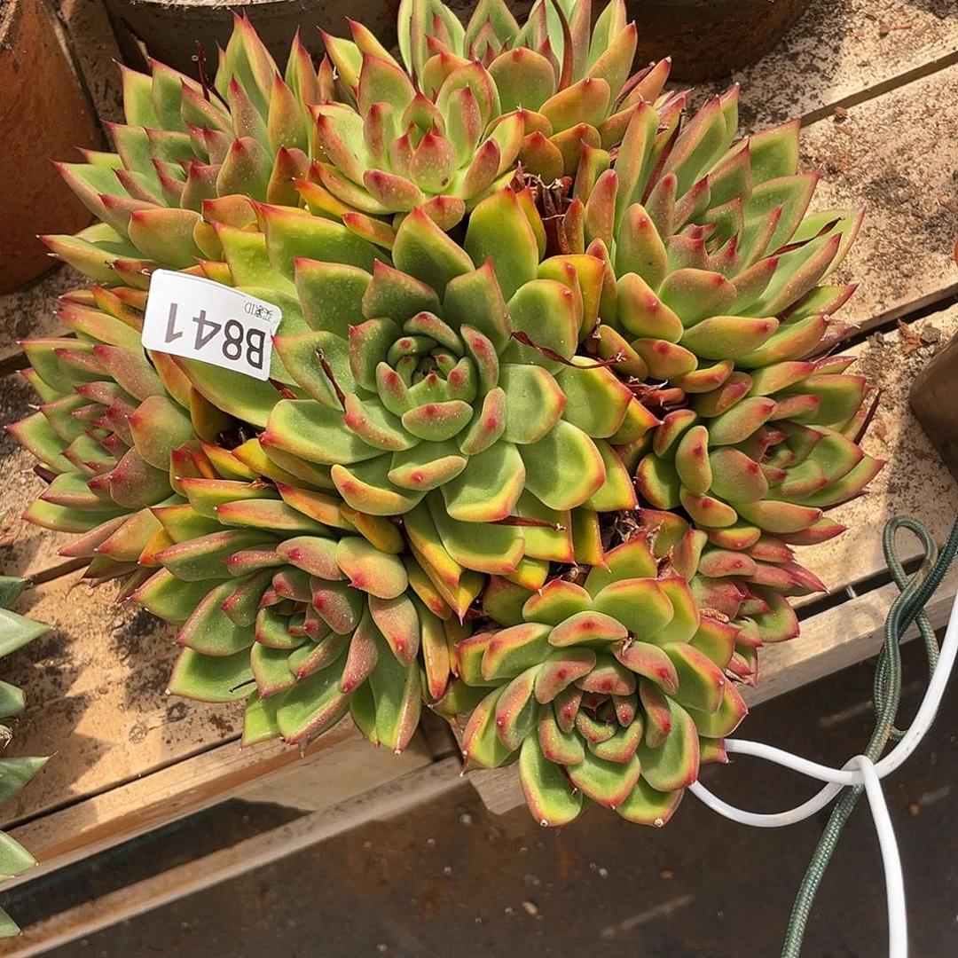 若如东云单拍B841