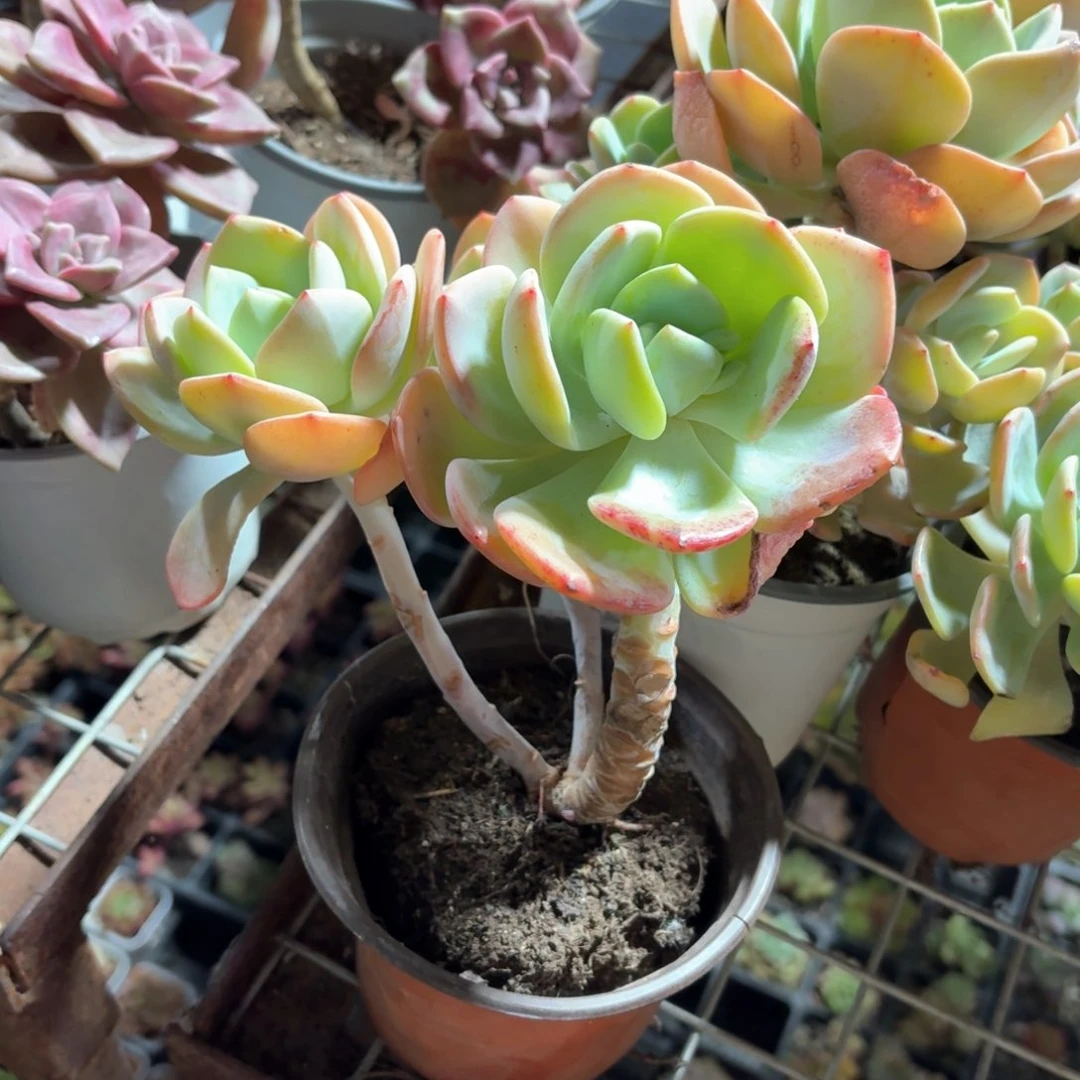 白月光多肉11㎝盆特价