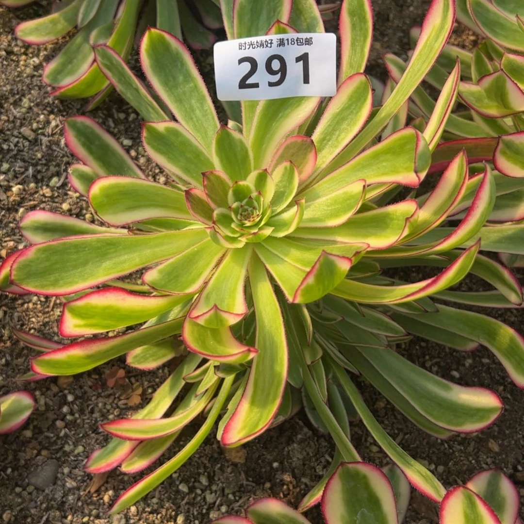 291白月光有伤多肉植物