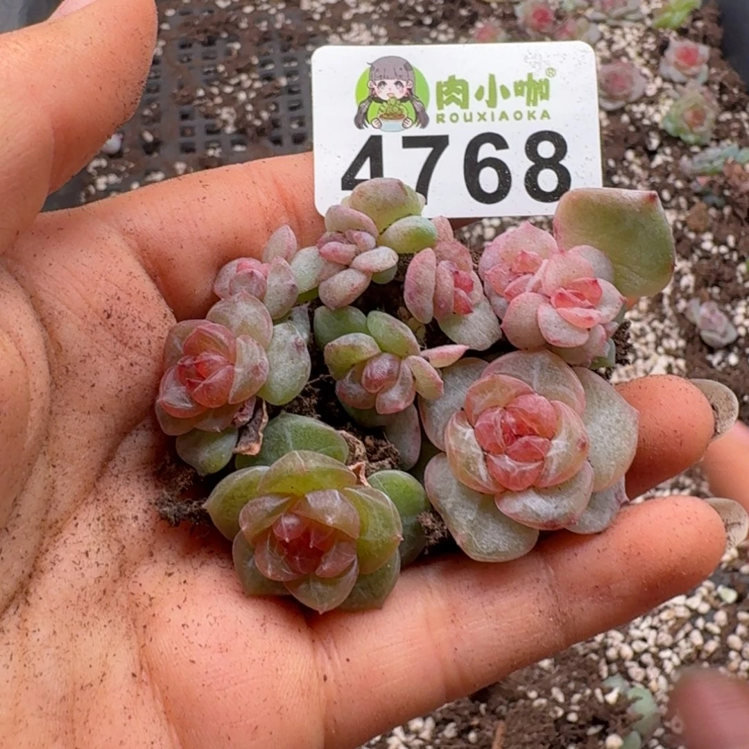 多肉植物多肉植物