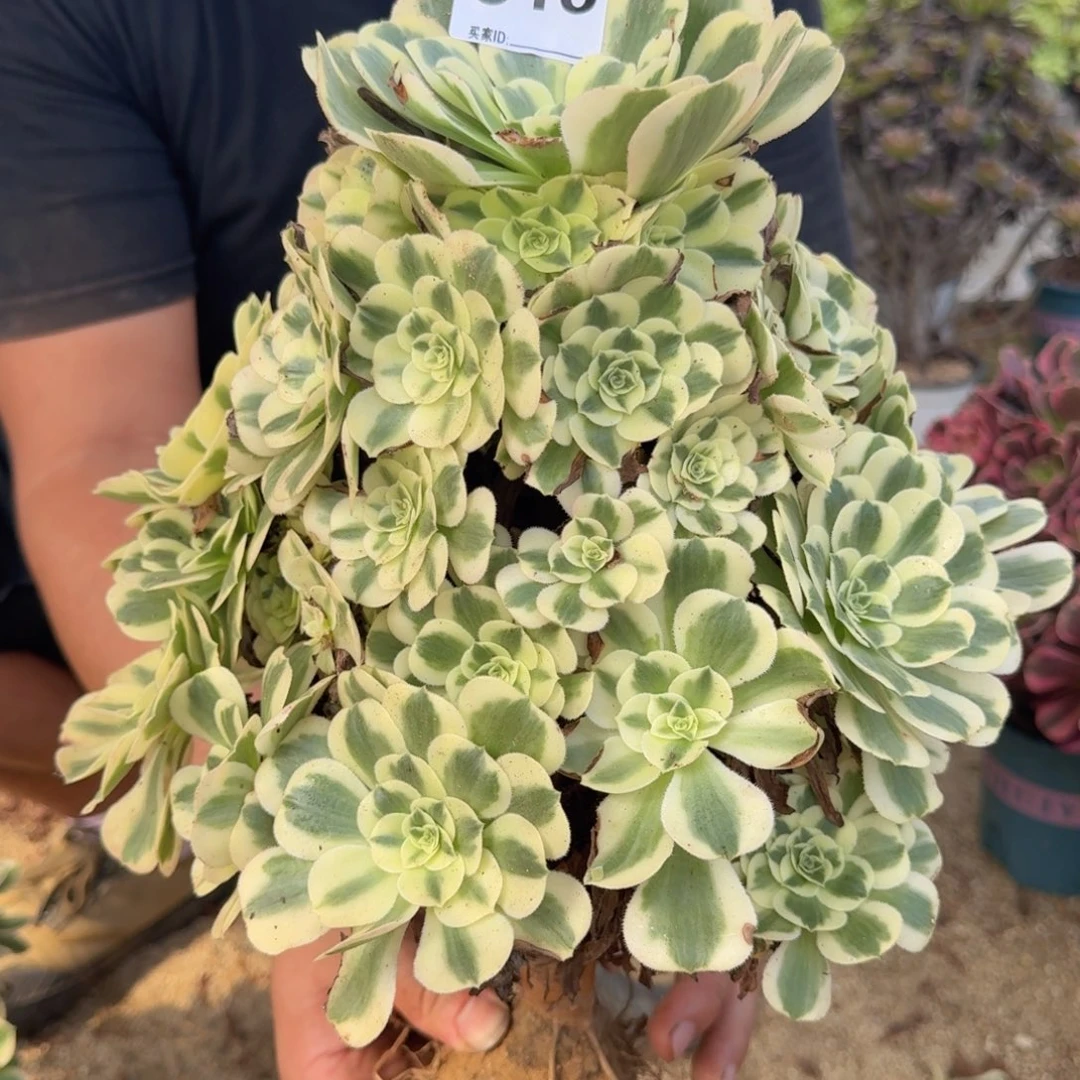 516迈巴赫多肉植物