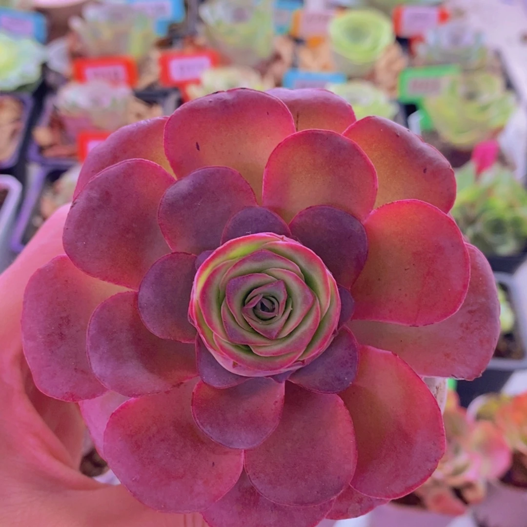 山地玫瑰一物一拍279