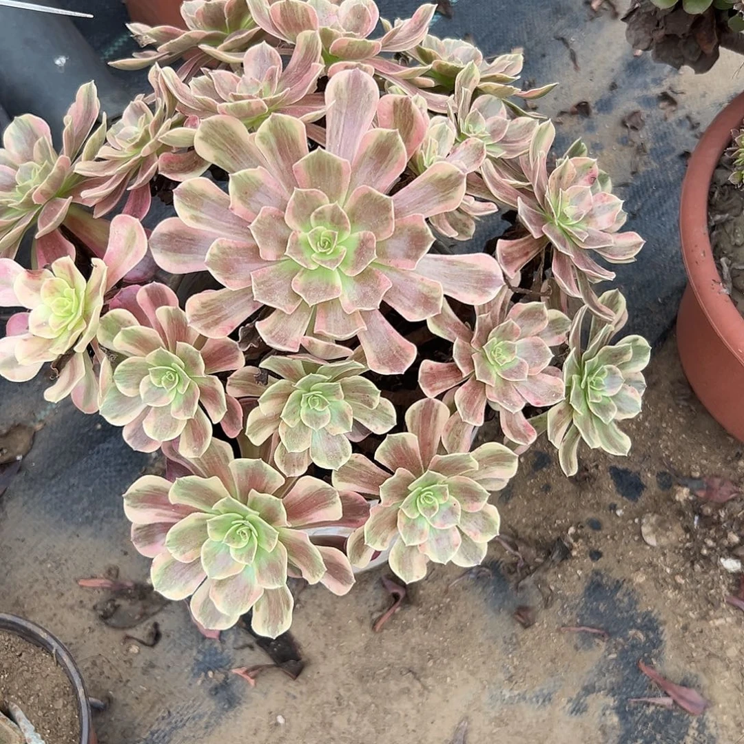 多肉植物多肉植物