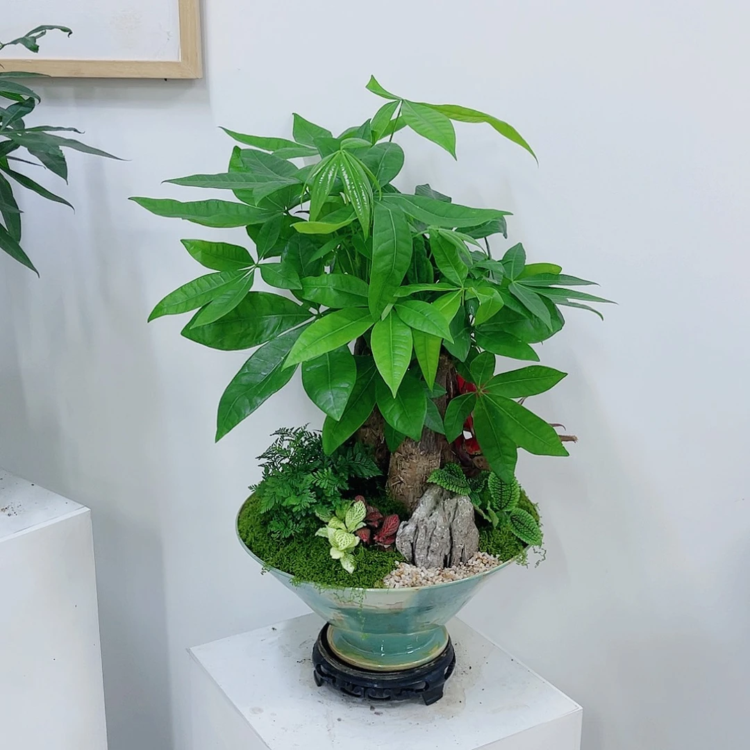 瑾***)无花朵高端盆景一物一拍