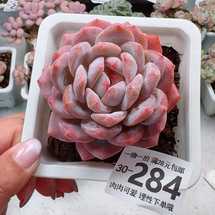 橙梦露无盆土发货多