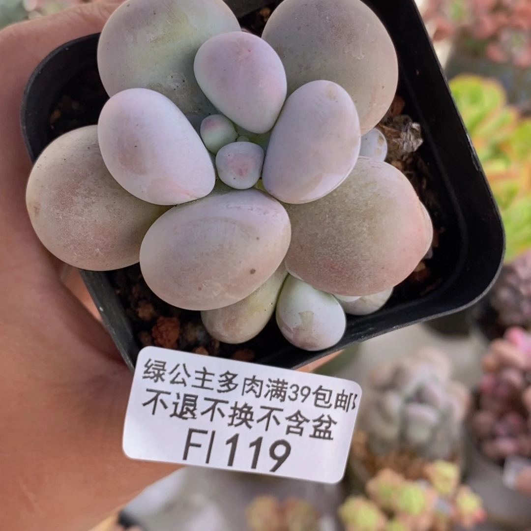 芭比奶洛5cm119多肉植物