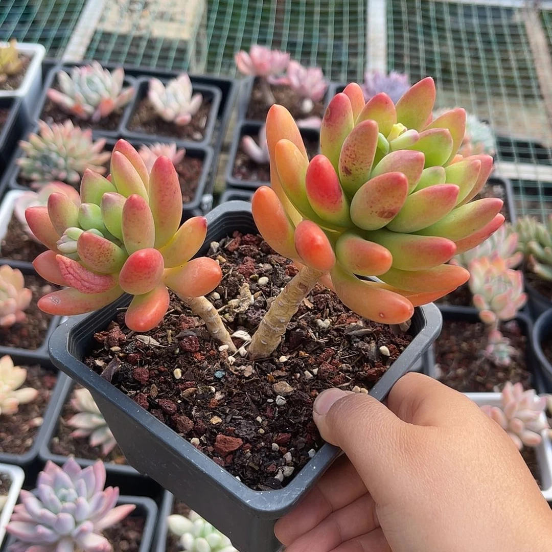 鲸落美人。  111111111111