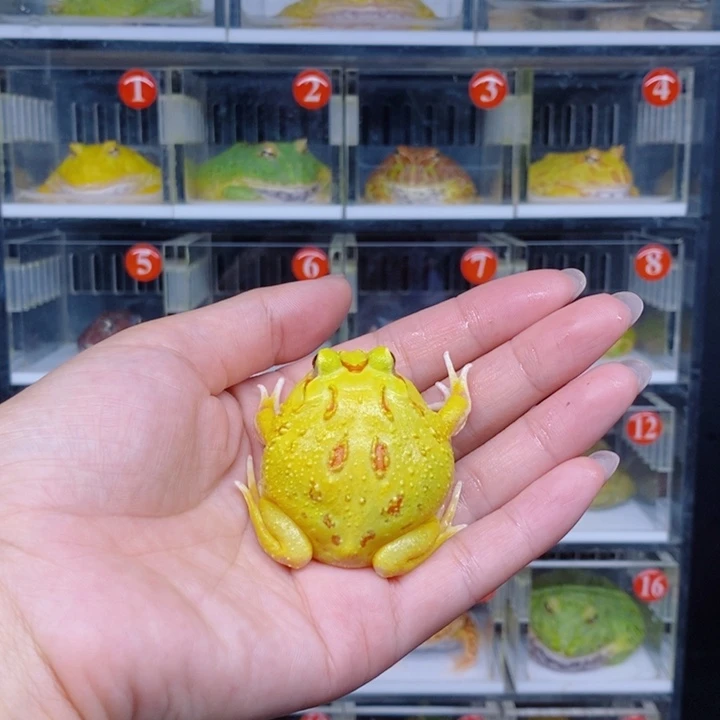 角蛙恭喜发财大吉大利