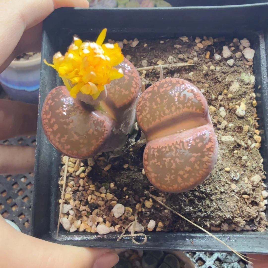 微***风多肉植物和植物等植物为521