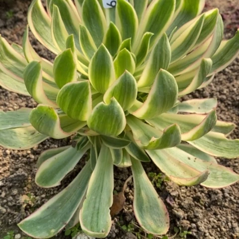 319青莲满25包邮多肉