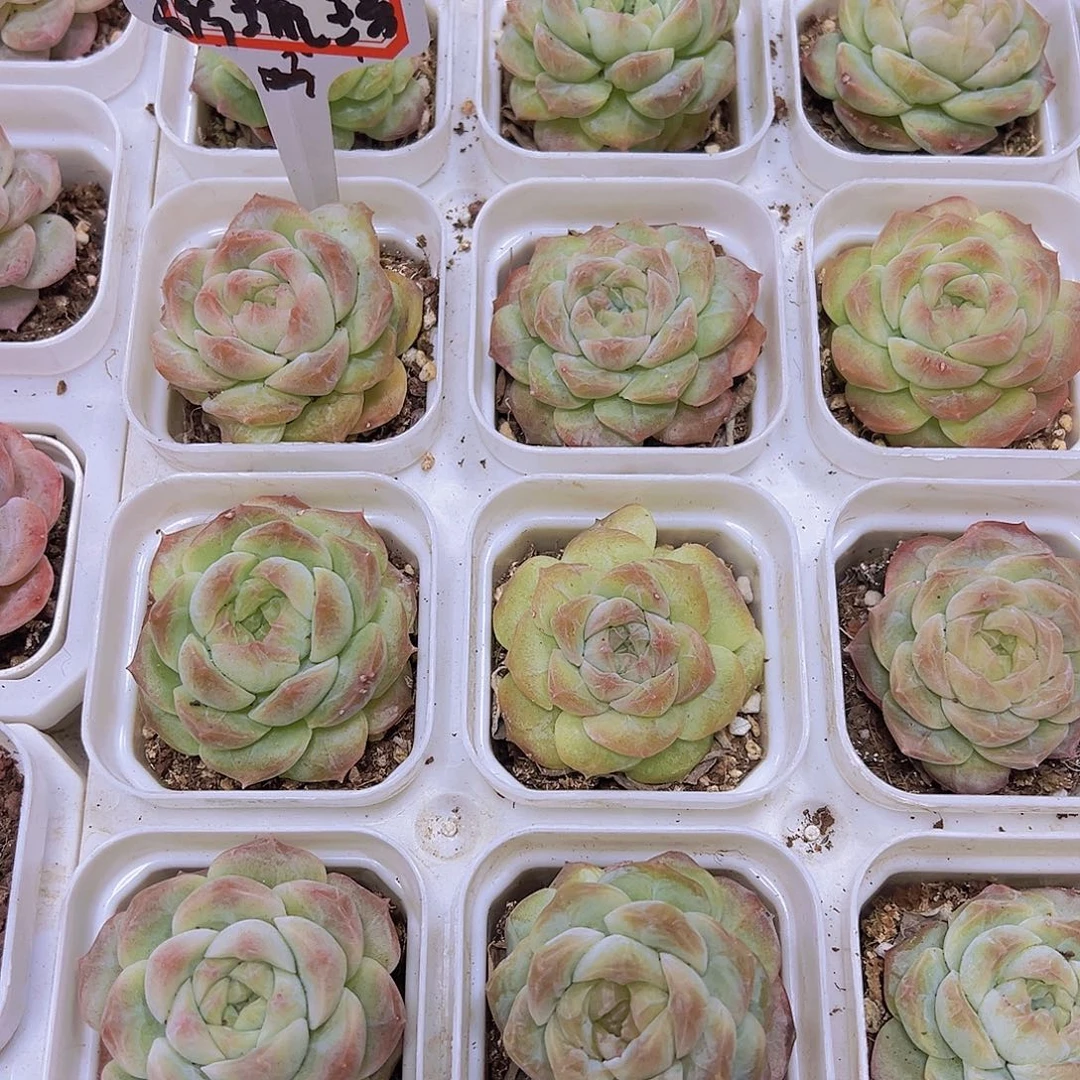 白梦幻19包邮多肉植物