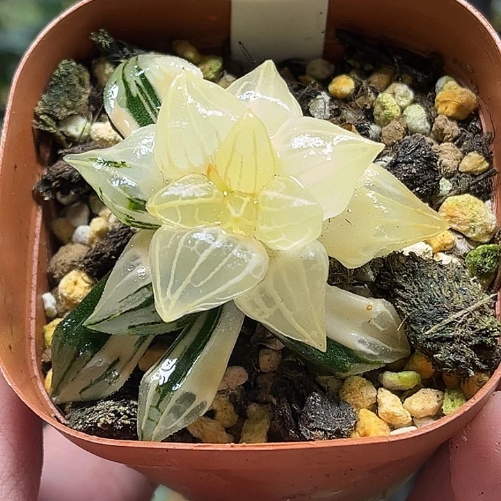 103短肥西瓜寿锦（根弱，介意勿拍）