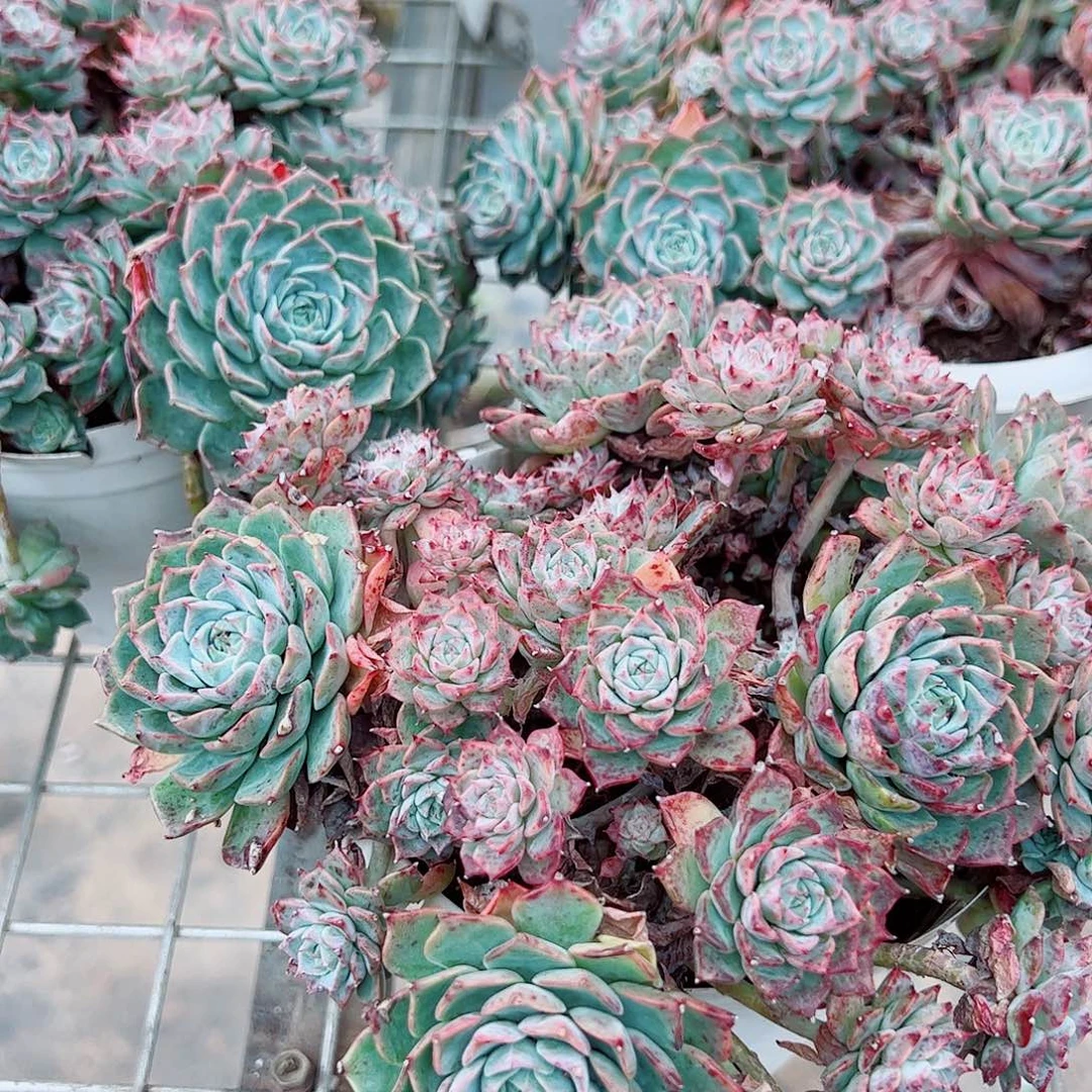 海滨格瑞多头群生带盆土