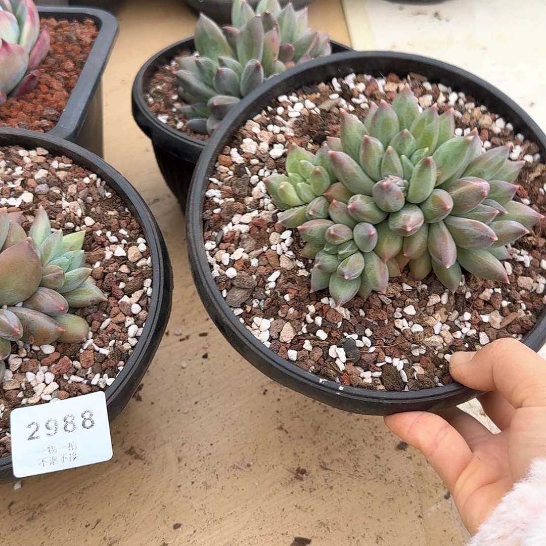 红*果2988号重楼多肉