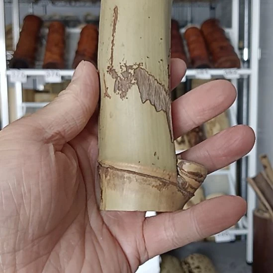 虫噬茶则料虫噬茶则料