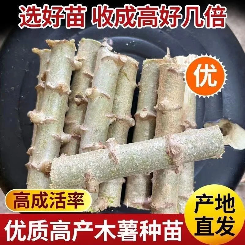 广西黄心木薯杆黄肉木薯种子黄肉木薯苗