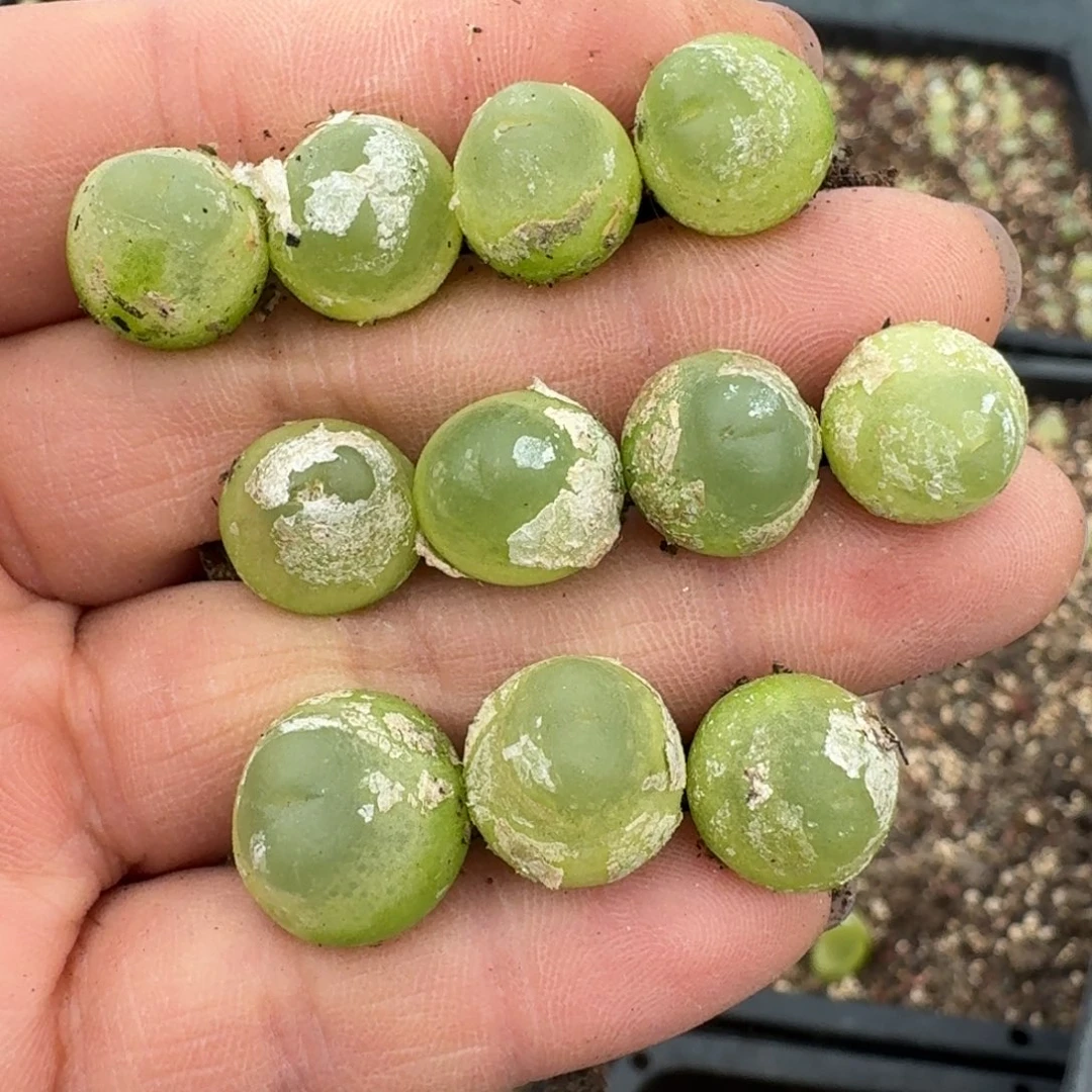 向***9128拉拉尺寸1.1左右11颗00000000