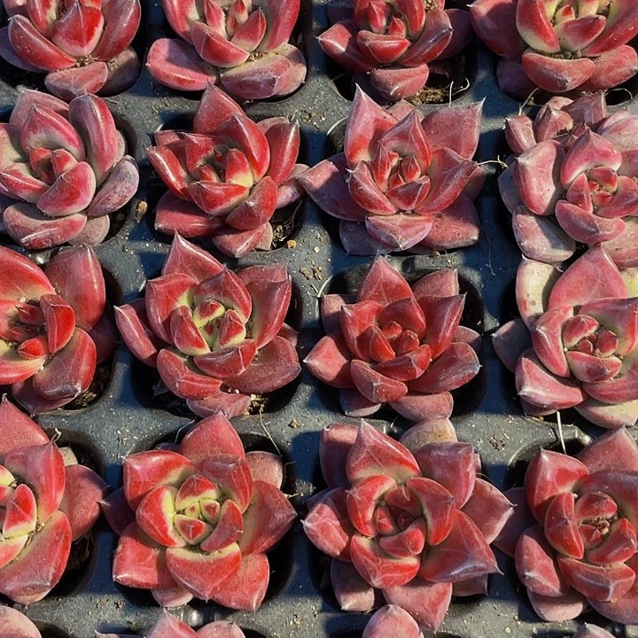 小罗宾1.5带土发