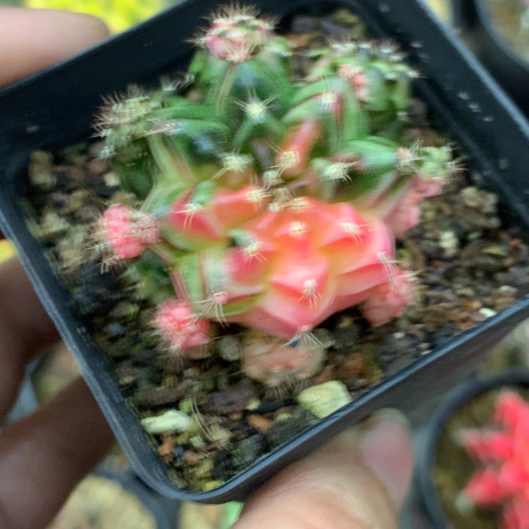 仙人球米哈牡丹锦