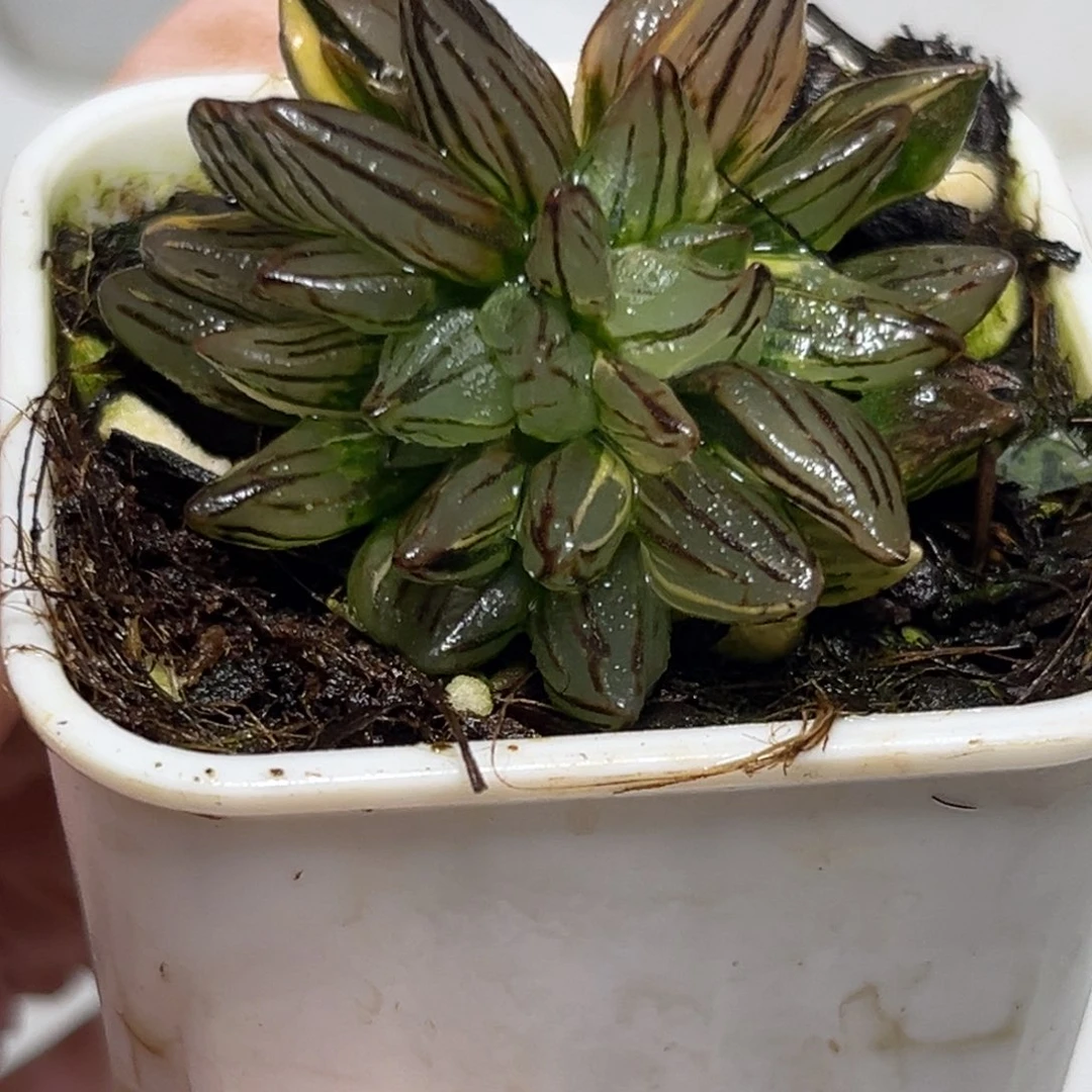 十二卷多肉植物1784西瓜