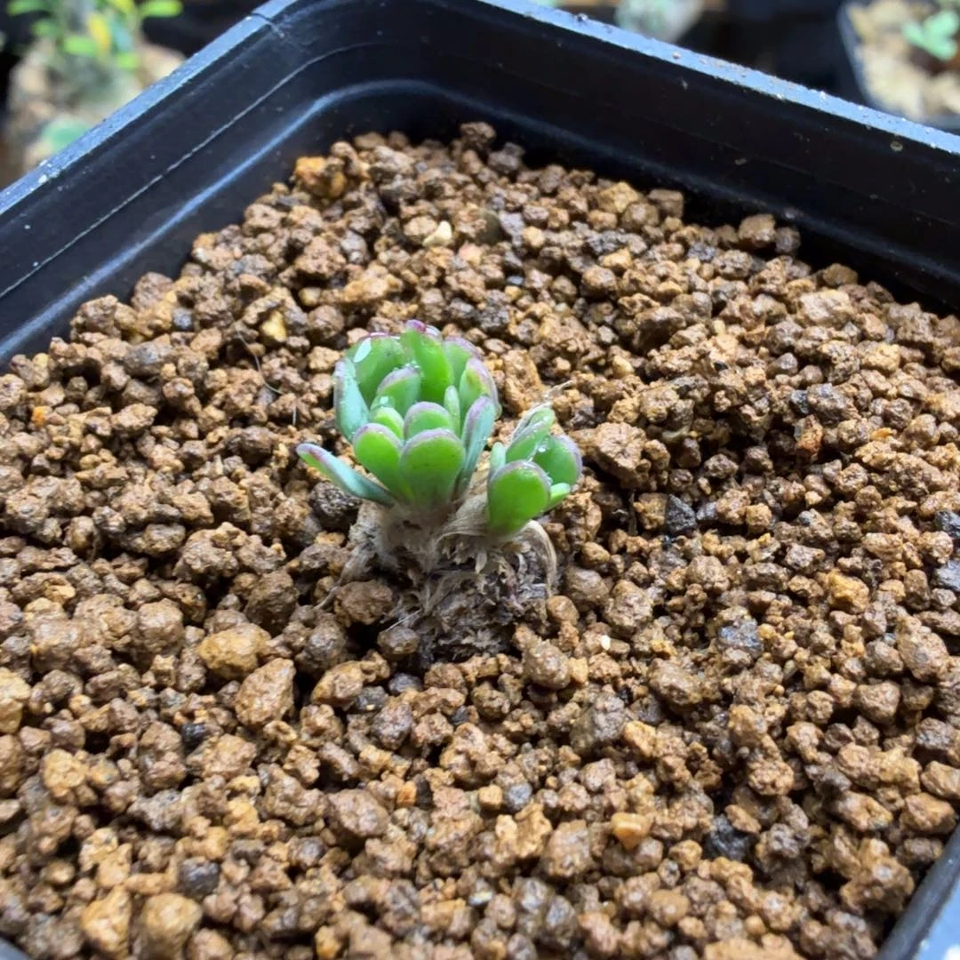 何丽厚墩菊116仙人掌