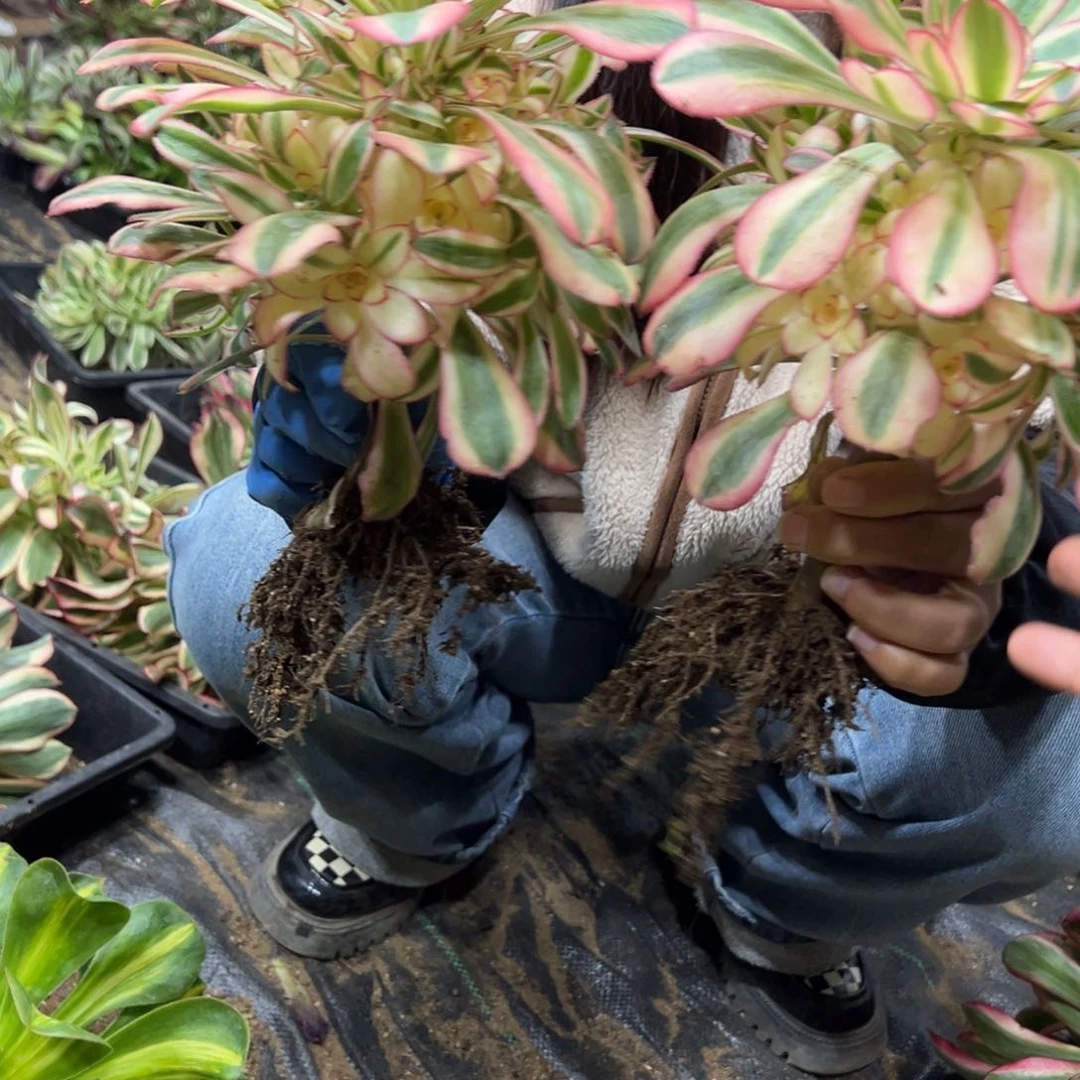 183初恋多肉一颗  20