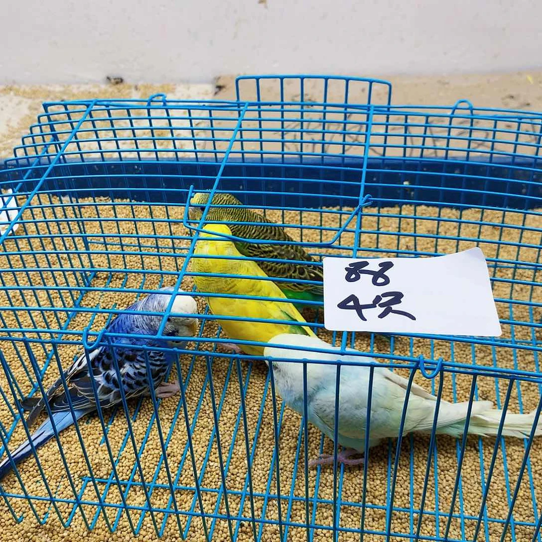 虎皮鹦鹉铄****哥虎皮鹦鹉